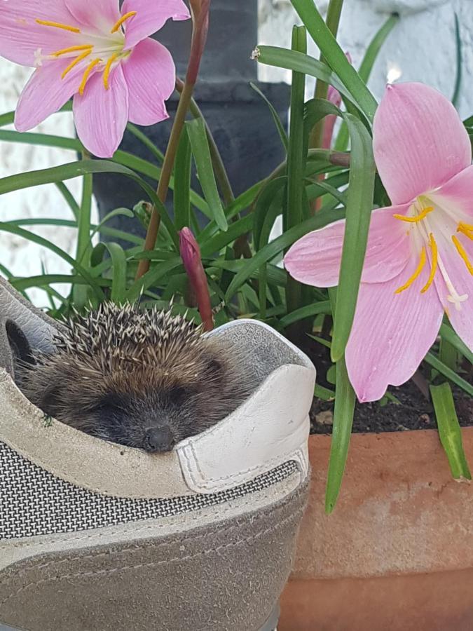 B&B Fontanella Curno Zewnętrze zdjęcie